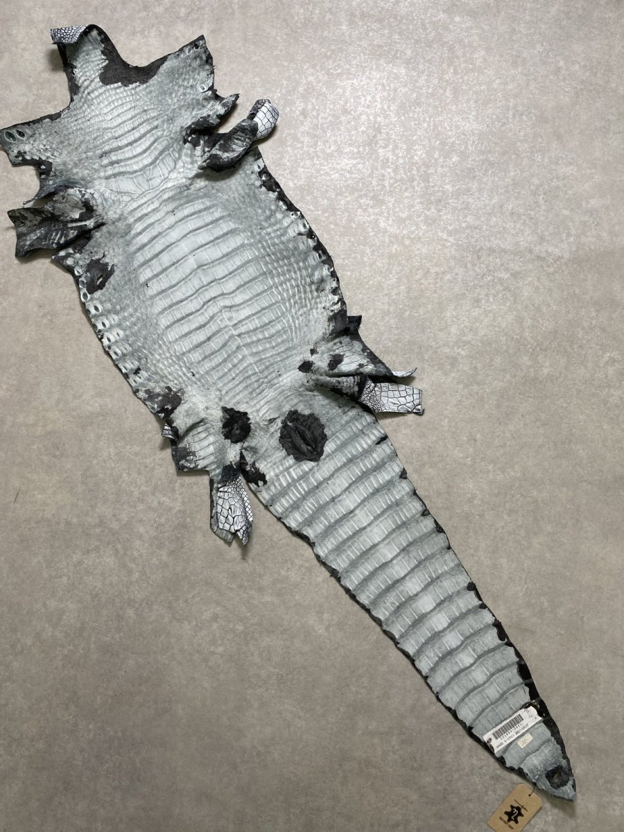 画像9: ラージクロコダイル　谷染めパール仕上げ　アリスブルー (9)