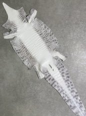 画像1: ヒマラヤクロコダイル　ナチュラル　36　ワニ革　ナイルクロコダイル　クロコダイル革　エキゾチックレザー (1)