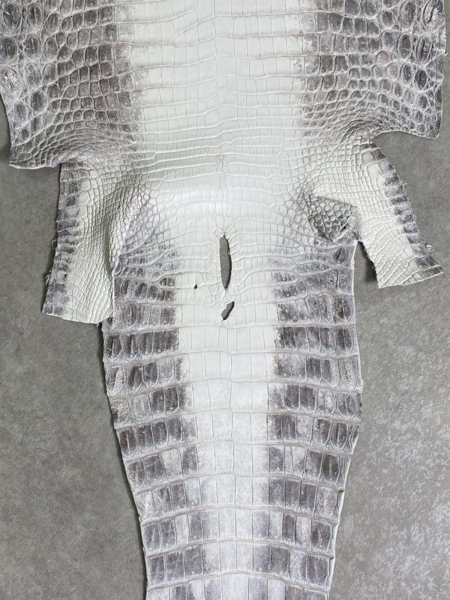 画像6: ヒマラヤクロコダイル　ナチュラル　36　ワニ革　ナイルクロコダイル　クロコダイル革　エキゾチックレザー (6)