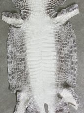 画像5: ヒマラヤクロコダイル　ナチュラル　37　ワニ革　ナイルクロコダイル　クロコダイル革　エキゾチックレザー (5)