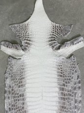 画像4: ヒマラヤクロコダイル　ナチュラル　37　ワニ革　ナイルクロコダイル　クロコダイル革　エキゾチックレザー (4)