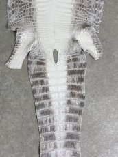 画像6: ヒマラヤクロコダイル　ナチュラル　37　ワニ革　ナイルクロコダイル　クロコダイル革　エキゾチックレザー (6)