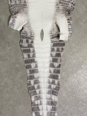 画像6: ヒマラヤクロコダイル　ナチュラル　35　ワニ革　ナイルクロコダイル　クロコダイル革　エキゾチックレザー (6)