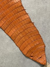 画像7: スモールクロコダイル　オレンジ　44　ポロサス　ワニ革　クロコダイル革　 (7)