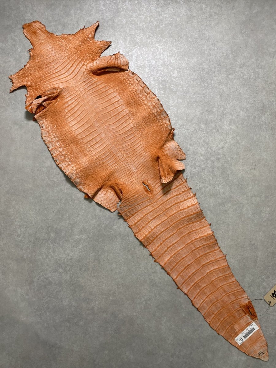 画像10: スモールクロコダイル　オレンジ　45　ポロサス　ワニ革　クロコダイル革　 (10)