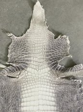 画像3: ヒマラヤクロコダイル　ナチュラル　27　ワニ革　ナイルクロコダイル　クロコダイル革　エキゾチックレザー (3)