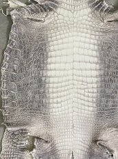 画像5: ヒマラヤクロコダイル　ナチュラル　27　ワニ革　ナイルクロコダイル　クロコダイル革　エキゾチックレザー (5)