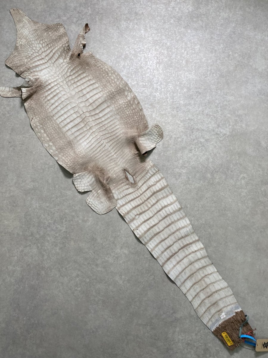 画像10: スモールクロコダイル　オーク　39 (10)