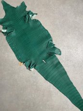画像1: ナイルクロコダイル　グリーン　40　鰐革　ワニ革 (1)
