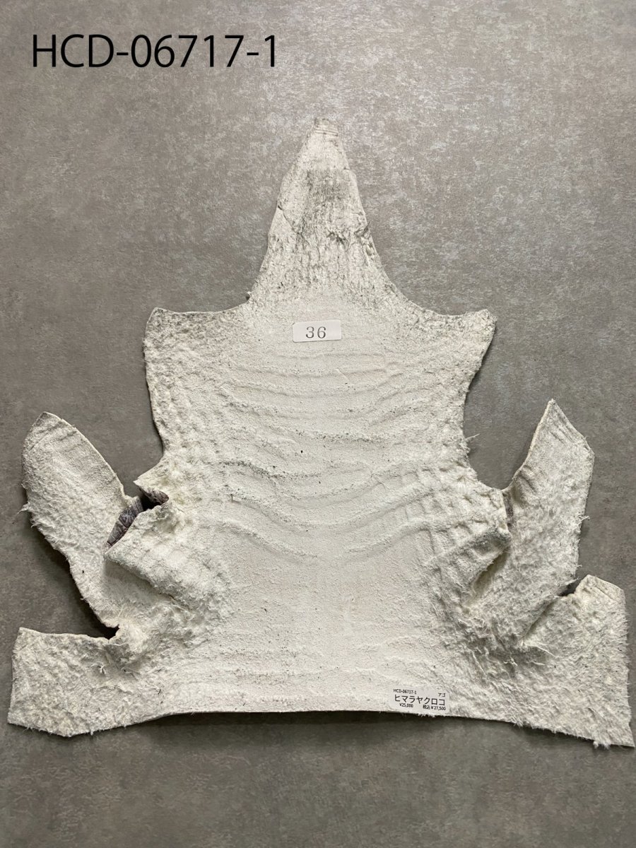 画像3: ヒマラヤクロコダイル　ナチュラル　ワニ革　ナイルクロコダイル　クロコダイル革　エキゾチックレザー　アゴ　ハギレ (3)