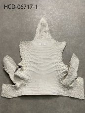 画像3: ヒマラヤクロコダイル　ナチュラル　ワニ革　ナイルクロコダイル　クロコダイル革　エキゾチックレザー　アゴ　ハギレ (3)