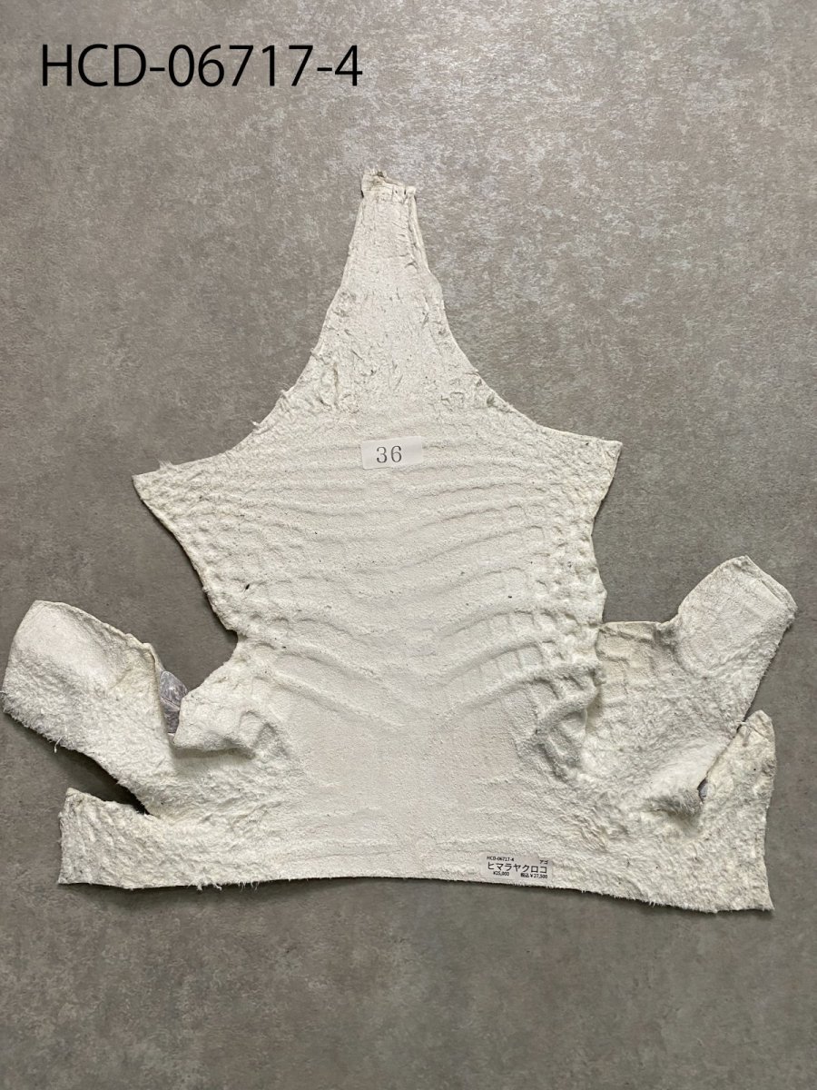 画像12: ヒマラヤクロコダイル　ナチュラル　ワニ革　ナイルクロコダイル　クロコダイル革　エキゾチックレザー　アゴ　ハギレ (12)