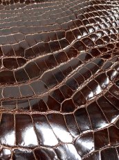 画像6: クロコダイル アゴ　シャイニング　ダークブラウン (6)