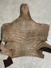 画像9: クロコダイル アゴ　シャイニング　ダークブラウン (9)