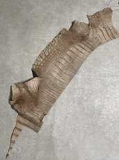 画像9: クロコダイル ベリー　シャイニング　ダークブラウン　 (9)