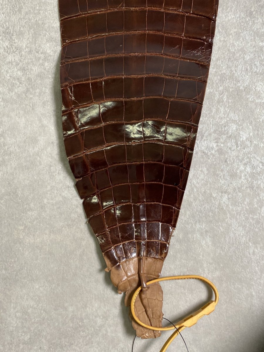 画像6: クロコダイル　尻尾　シャイニング　ダークブラウン (6)