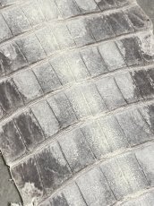 画像4: ヒマラヤクロコダイル　ナチュラル　尻尾　ワニ革　ナイルクロコダイル　クロコダイル革　エキゾチックレザー　 (4)