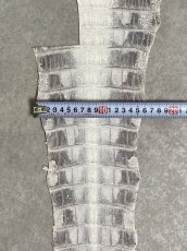 画像6: ヒマラヤクロコダイル　ナチュラル　尻尾　ワニ革　ナイルクロコダイル　クロコダイル革　エキゾチックレザー　 (6)