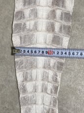 画像6: ヒマラヤクロコダイル　ナチュラル　尻尾　ワニ革　ナイルクロコダイル　クロコダイル革　エキゾチックレザー　 (6)