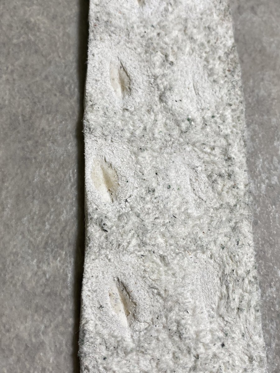 画像6: ヒマラヤクロコ 　ベリー　ナチュラル (6)