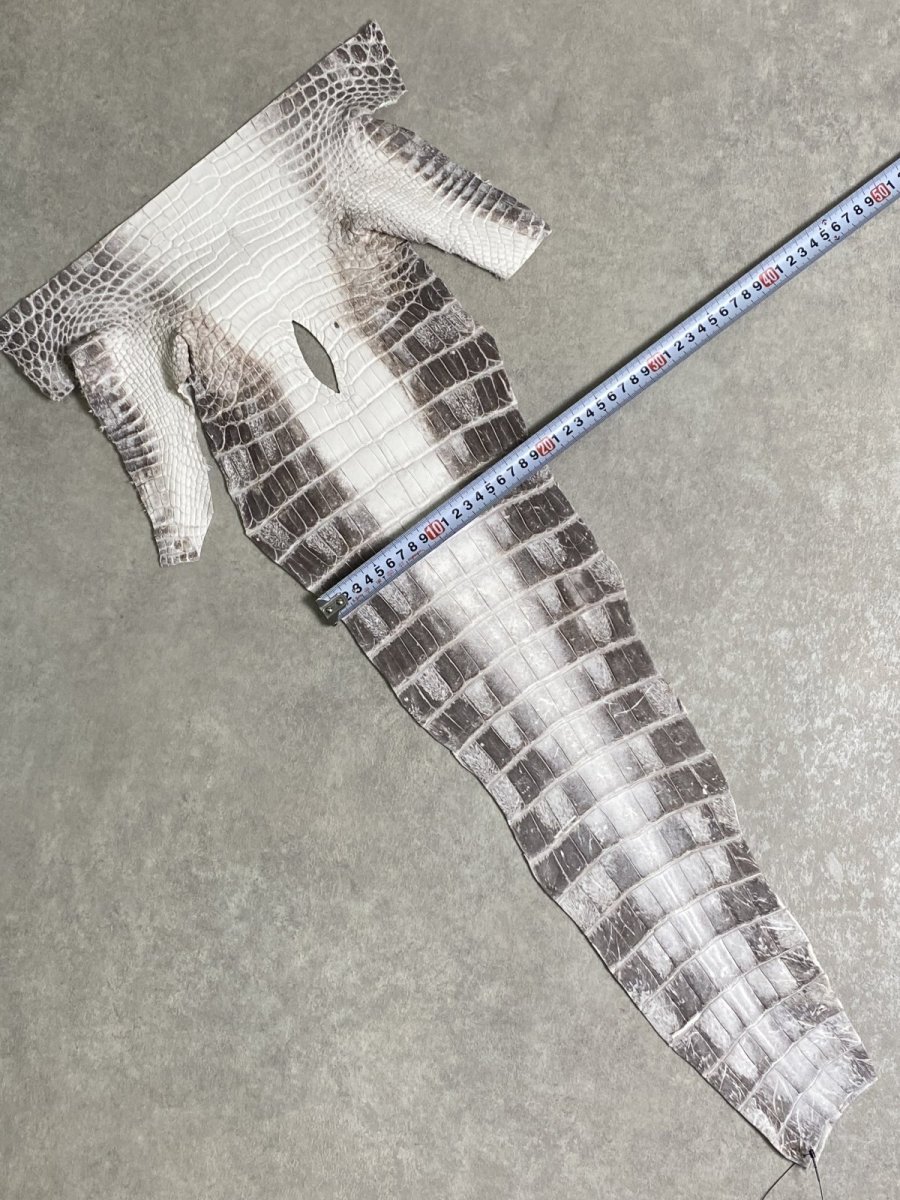 画像7: ヒマラヤクロコダイル　ナチュラル　尻尾　ワニ革　ナイルクロコダイル　クロコダイル革　エキゾチックレザー　 (7)