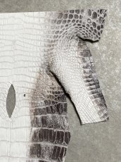 画像3: ヒマラヤクロコダイル　ナチュラル　尻尾　ワニ革　ナイルクロコダイル　クロコダイル革　エキゾチックレザー　 (3)