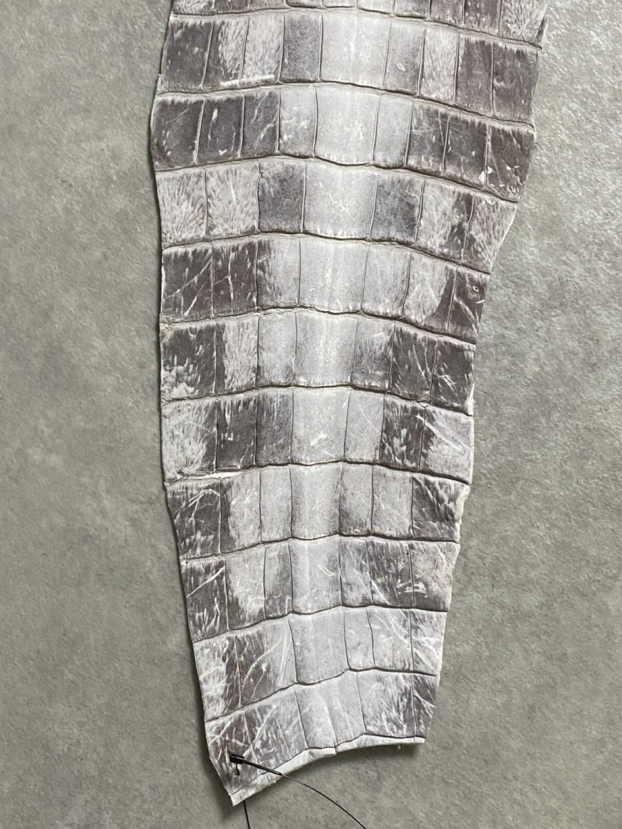 画像5: ヒマラヤクロコダイル　ナチュラル　尻尾　ワニ革　ナイルクロコダイル　クロコダイル革　エキゾチックレザー　 (5)