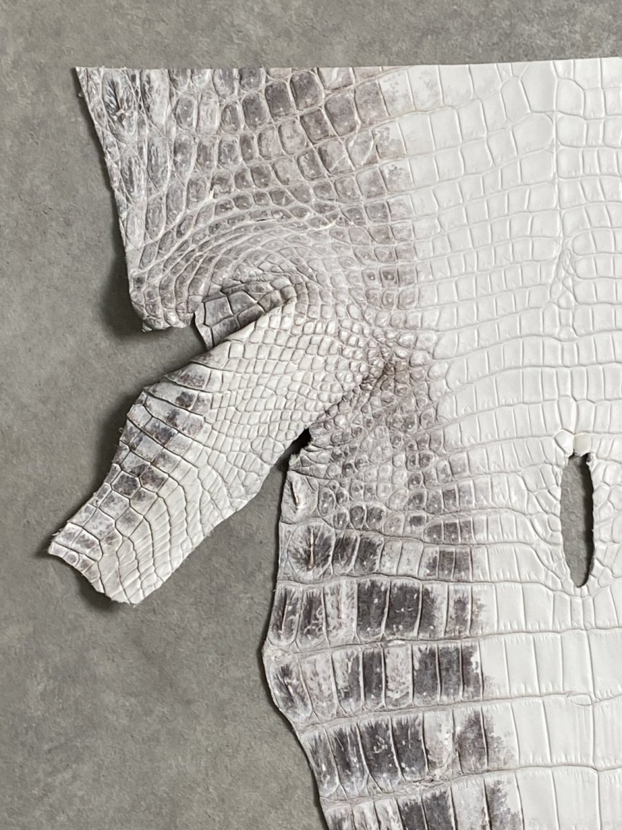 画像2: ヒマラヤクロコダイル　ナチュラル　尻尾　ワニ革　ナイルクロコダイル　クロコダイル革　エキゾチックレザー　 (2)