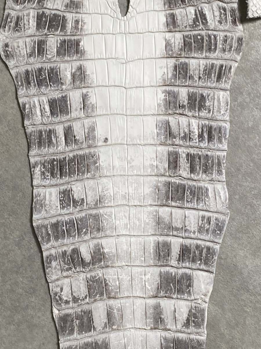 画像4: ヒマラヤクロコダイル　ナチュラル　尻尾　ワニ革　ナイルクロコダイル　クロコダイル革　エキゾチックレザー　 (4)