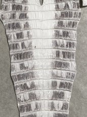 画像4: ヒマラヤクロコダイル　ナチュラル　尻尾　ワニ革　ナイルクロコダイル　クロコダイル革　エキゾチックレザー　 (4)