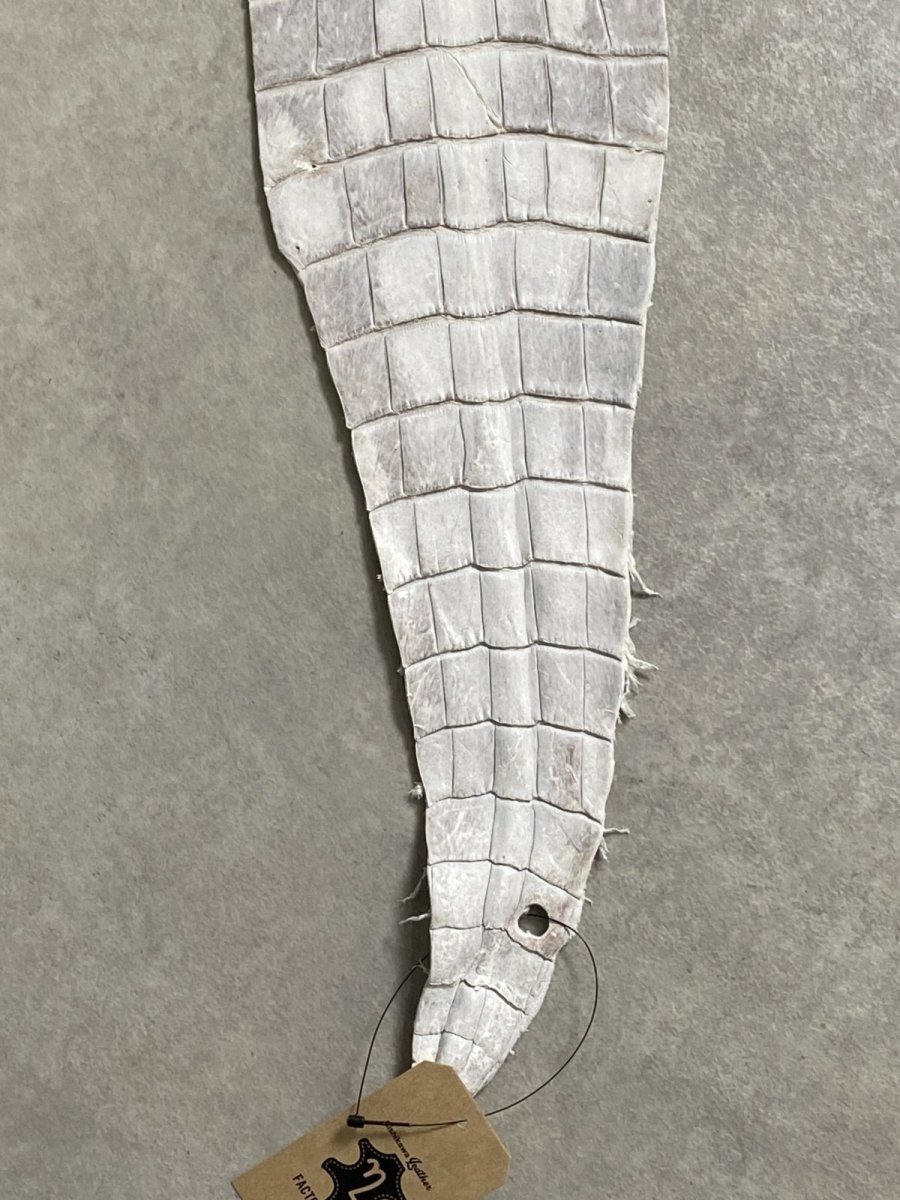 画像5: ヒマラヤクロコダイル　ナチュラル　尻尾　ワニ革　ナイルクロコダイル　クロコダイル革　エキゾチックレザー　 (5)