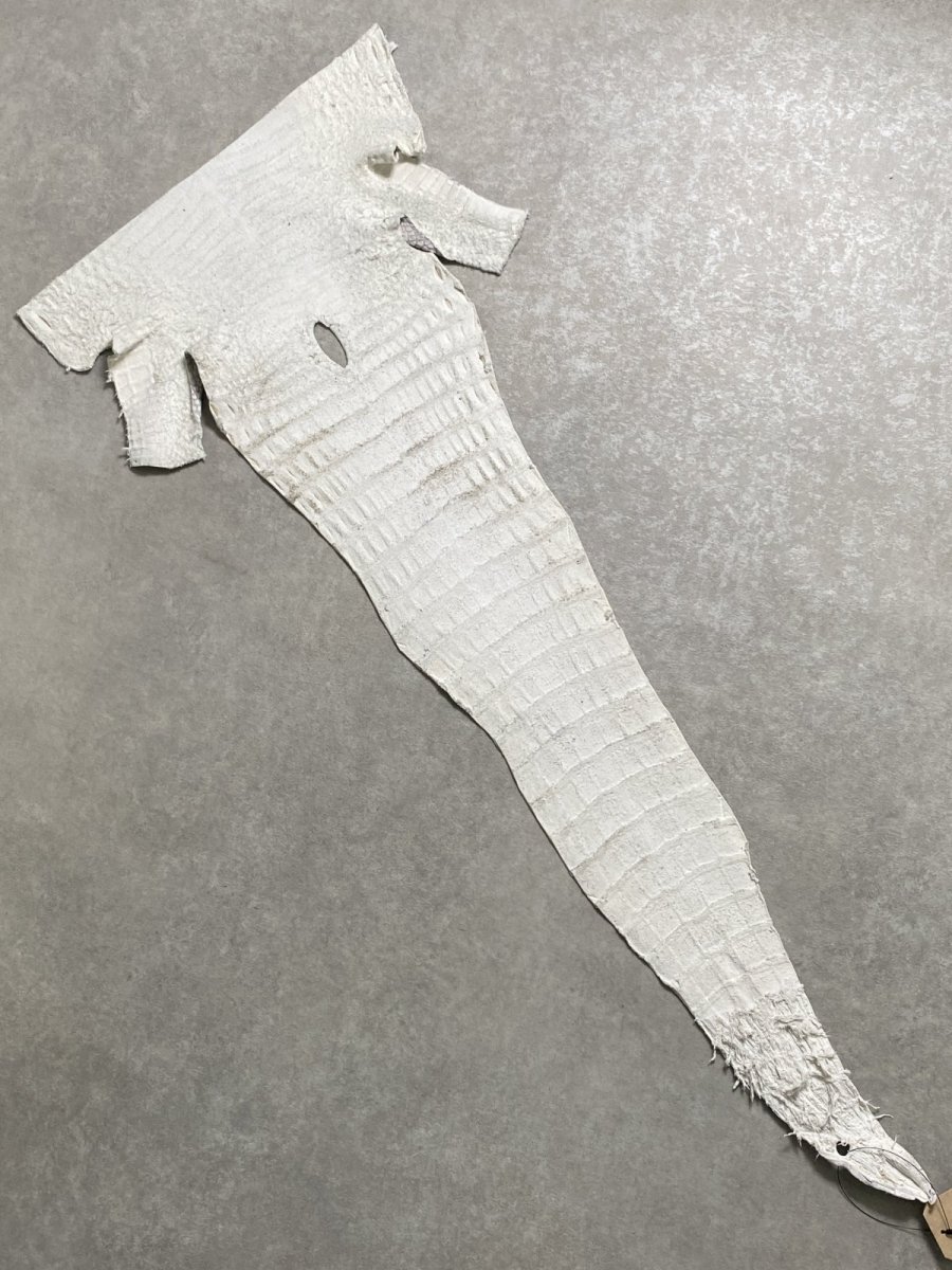 画像8: ヒマラヤクロコダイル　ナチュラル　尻尾　ワニ革　ナイルクロコダイル　クロコダイル革　エキゾチックレザー　 (8)