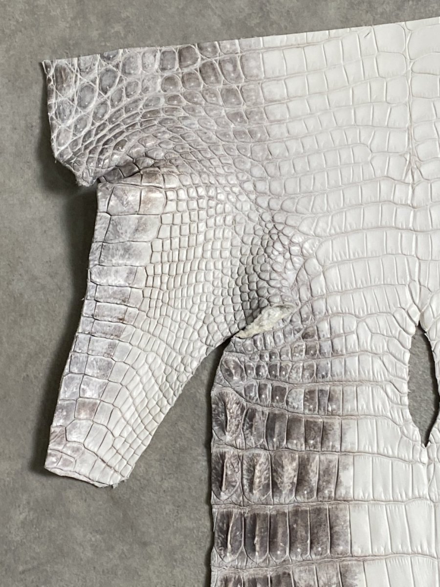 画像2: ヒマラヤクロコダイル　ナチュラル　尻尾　ワニ革　ナイルクロコダイル　クロコダイル革　エキゾチックレザー　 (2)