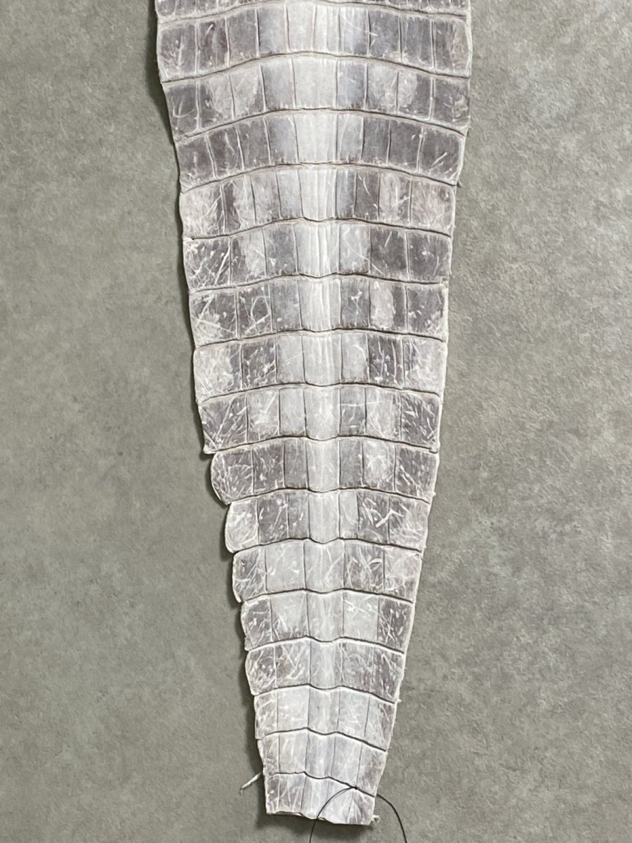 画像5: ヒマラヤクロコダイル　ナチュラル　尻尾　ワニ革　ナイルクロコダイル　クロコダイル革　エキゾチックレザー　 (5)