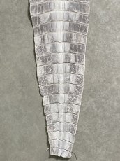 画像5: ヒマラヤクロコダイル　ナチュラル　尻尾　ワニ革　ナイルクロコダイル　クロコダイル革　エキゾチックレザー　 (5)