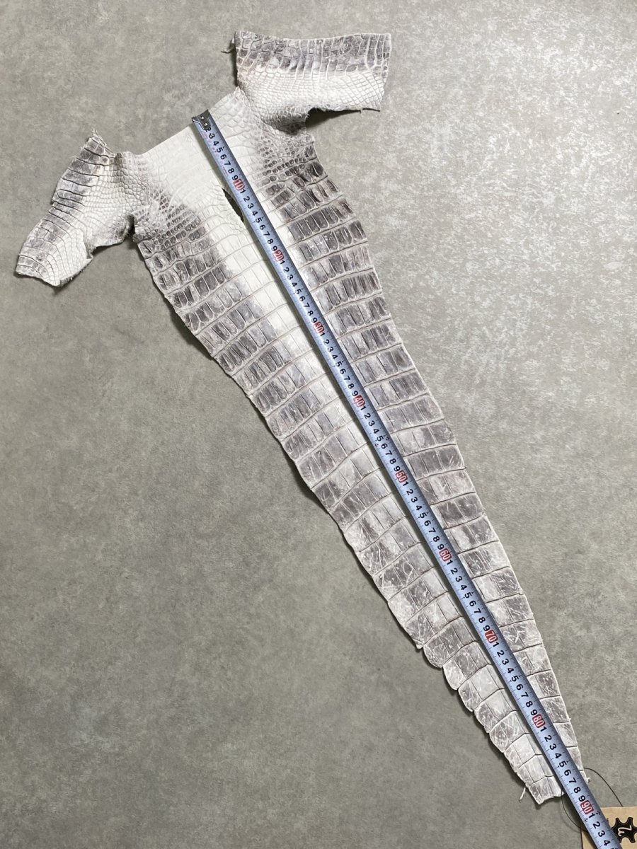 画像6: ヒマラヤクロコダイル　ナチュラル　尻尾　ワニ革　ナイルクロコダイル　クロコダイル革　エキゾチックレザー　 (6)