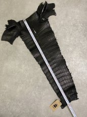 画像9: スモールクロコ（ポロサス） 尻尾　ブラック　 (9)