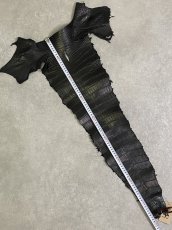 画像9: スモールクロコ（ポロサス） 尻尾　ブラック　 (9)