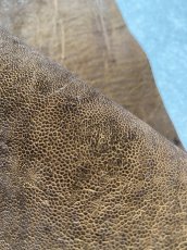 画像8: エレファントレザー　耳　ブラウン　ゾウ革　象革　エキゾチックレザー　ハギレ (8)