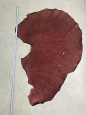 画像1: エレファントレザー　ボルドー　ゾウ革　象革　耳　エキゾチックレザー (1)