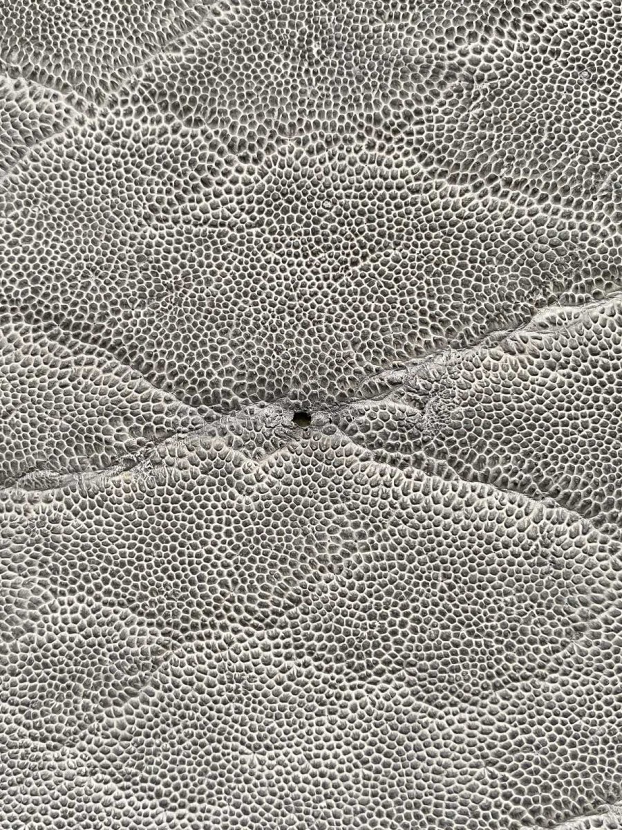 画像10: エレファントレザー　グレー　ゾウ革　象革　エキゾチックレザー (10)