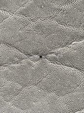 画像10: エレファントレザー　グレー　ゾウ革　象革　エキゾチックレザー (10)