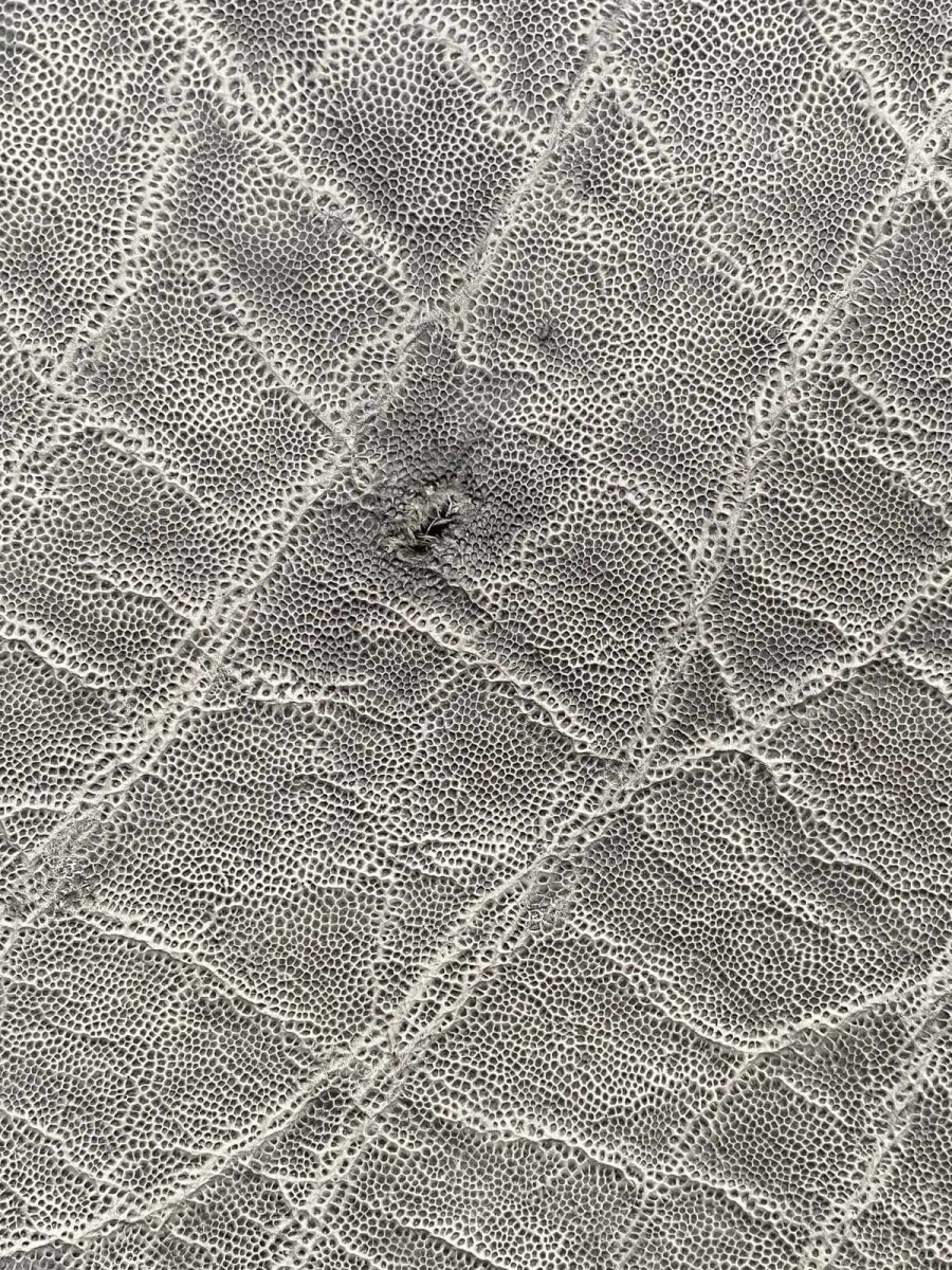 画像11: エレファントレザー　グレー　ゾウ革　象革　エキゾチックレザー (11)