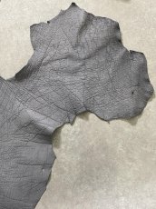 画像8: エレファントレザー　グレー　ゾウ革　象革　エキゾチックレザー (8)