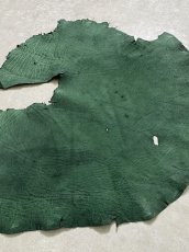 画像6: エレファントレザー　グリーン　ゾウ革　象革　耳　ミミ (6)