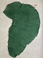 画像1: エレファントレザー　グリーン　ゾウ革　象革　耳　ミミ (1)