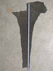 画像10: エレファントレザー　グレー　ゾウ革　象革　尻尾　エキゾチックレザー (10)