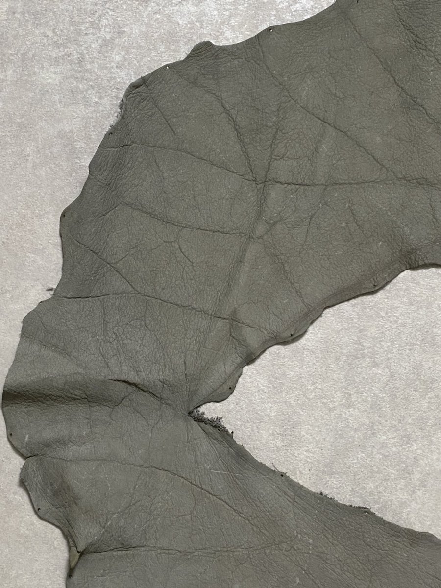 画像4: エレファントレザー　グレー　ゾウ革　象革　耳　エキゾチックレザー (4)