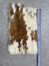 画像3: ラビットファー　ブチ　うさぎ毛皮 (3)