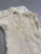 画像2: レッキスラビットファー　クリーム　うさぎ毛皮 (2)